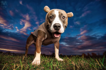 Картинка животные собаки собака питбуль морда одежда небо