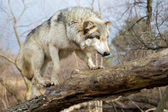Картинка животные волки +койоты +шакалы морда хищник волк прогулка лапы бревно