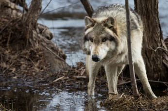Картинка животные волки +койоты +шакалы морда хищник волк ствол деревце трава вода водоём мех