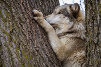 Картинка животные волки +койоты +шакалы ствол дерево волк лапы профиль морда хищник кора