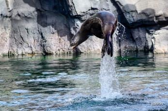 Картинка калифорнийский+морской+лев животные тюлени +морские+львы +морские+котики прыжок брызги вода движение