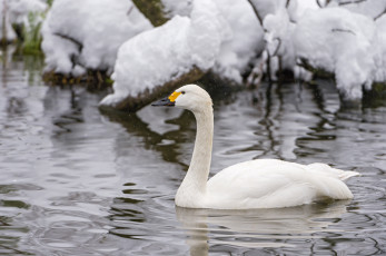 Картинка животные лебеди снег холод зима белый рябь вода водоём грация