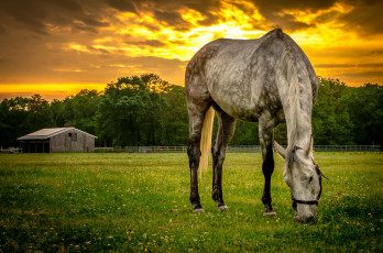 Картинка животные лошади лошадка трава луг