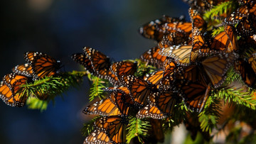 Картинка животные бабочки +мотыльки +моли монарх стая ветка ель