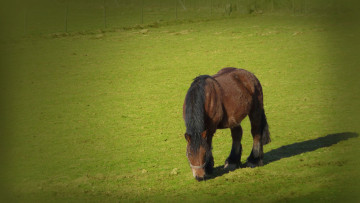 Картинка животные лошади трава лошадь