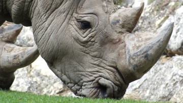 Картинка животные носороги глаз рог