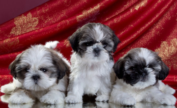 Картинка животные собаки трио щенки ши-тцу