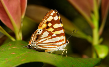 Картинка животные бабочки +мотыльки +моли itchydogimages усики крылья бабочка макро узор