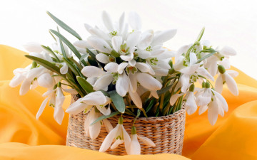 обоя цветы, подснежники,  белоцветники,  пролески, белый, корзинка