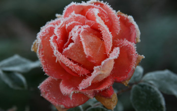 Картинка цветы розы холод осень цветок роза иней мороз растение природа макро