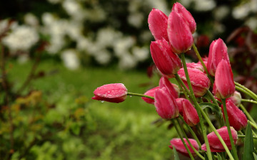 Картинка цветы тюльпаны природа боке дождь весна капли стебли бутоны красные сад