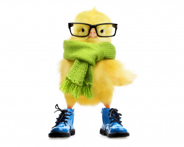 Обои картинки фото юмор и приколы, цыпленок, ботинки, очки, шарф