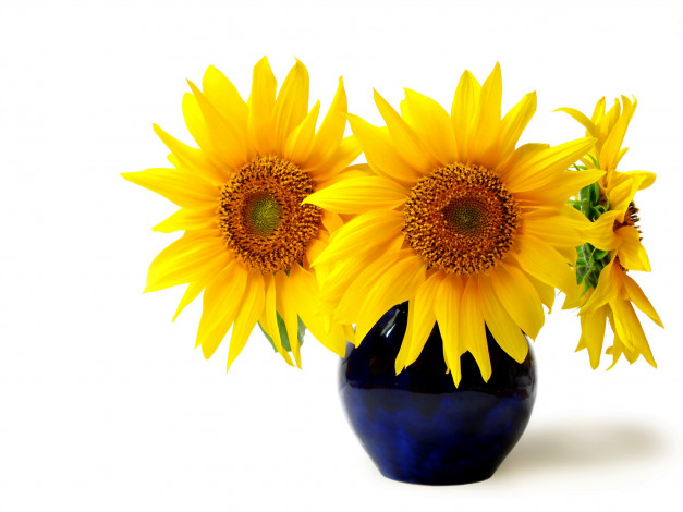 Обои картинки фото цветы, подсолнухи, солнечный, желтый