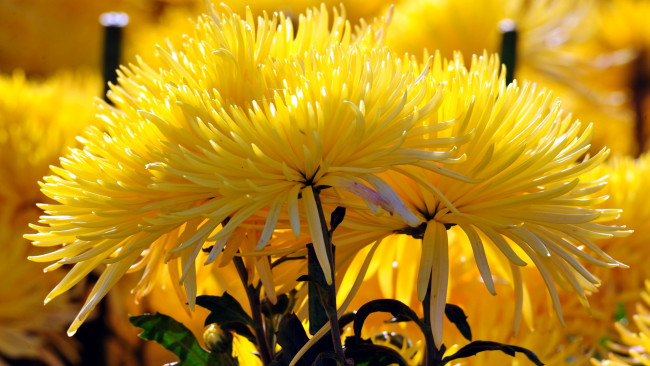 Обои картинки фото цветы, хризантемы, солнечный, желтый