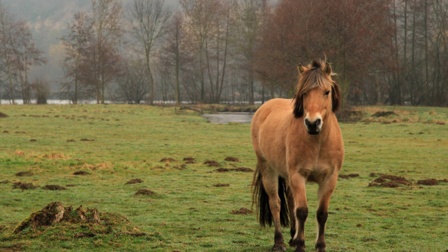 Обои картинки фото животные, лошади, взгляд