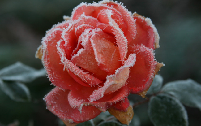 Обои картинки фото цветы, розы, холод, осень, цветок, роза, иней, мороз, растение, природа, макро