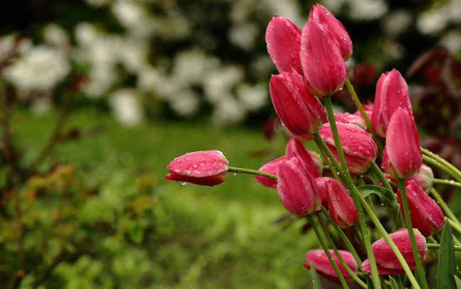 Обои картинки фото цветы, тюльпаны, природа, боке, дождь, весна, капли, стебли, бутоны, красные, сад