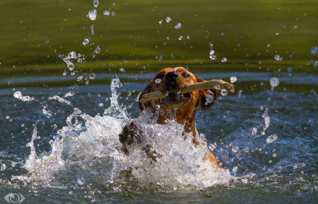 Обои картинки фото автор,  oliverseitz, животные, собаки, морда, пёс, вода, игра, движение, водоём, брызги, пасть, палка