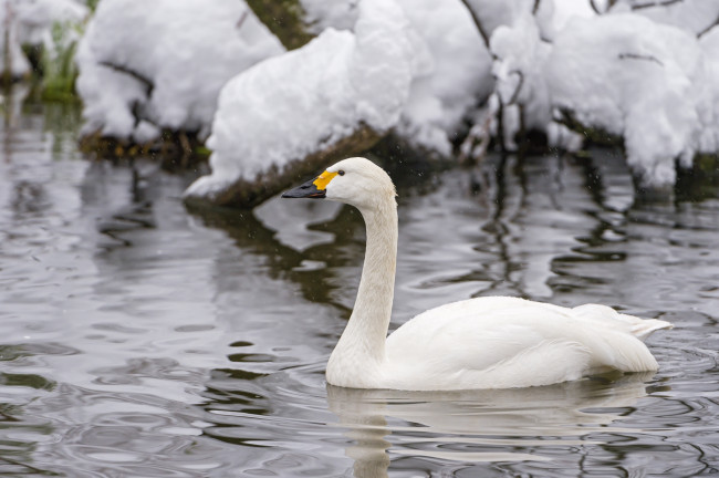 Обои картинки фото животные, лебеди, снег, холод, зима, белый, рябь, вода, водоём, грация