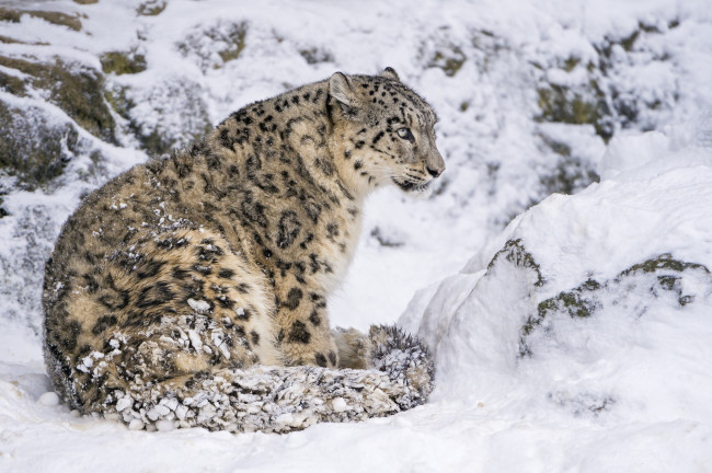 Обои картинки фото животные, снежный барс , ирбис, снег, скалы, зоопарк, пятна, хищник, кошка, барс, камни, сидит