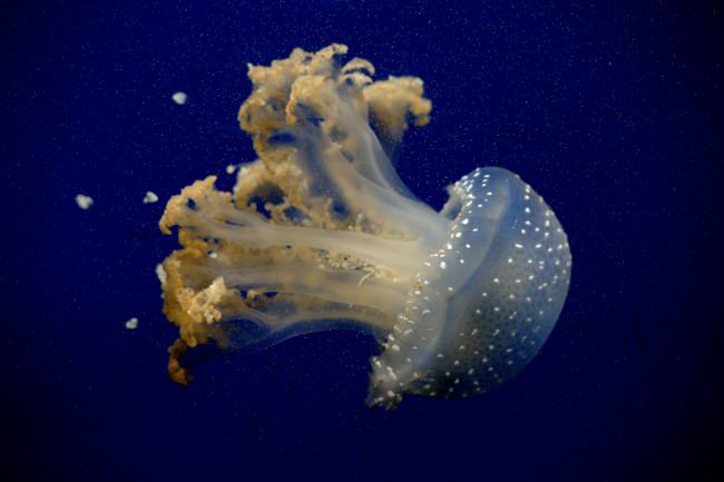 Обои картинки фото животные, медузы, медуза, море, океан, цвет