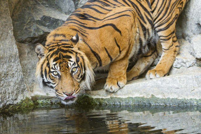 Обои картинки фото животные, тигры, водоём, водопой, язык, морда, кошка, свет, скалы