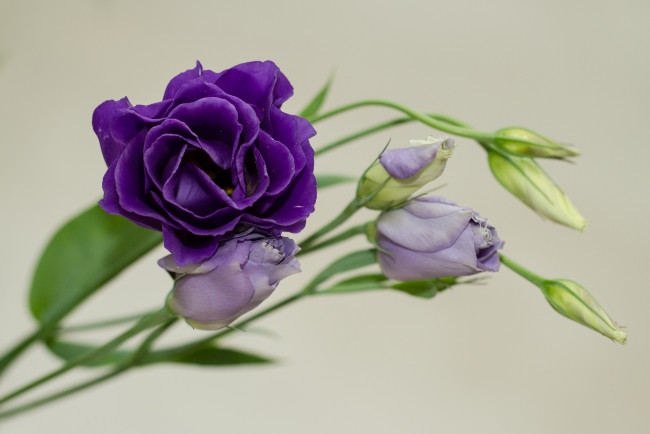 Обои картинки фото цветы, эустома, бутоны, веточки, фиолетовые