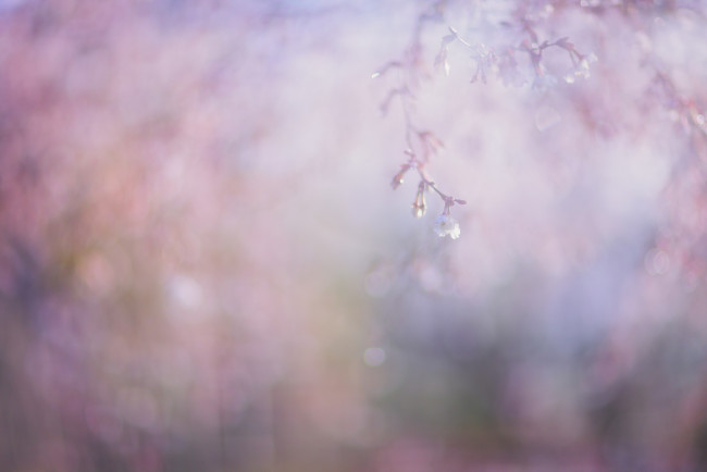Обои картинки фото цветы, сакура,  вишня, весна, макро, веточка, розовый, цветок, размытие, нежность, цветение