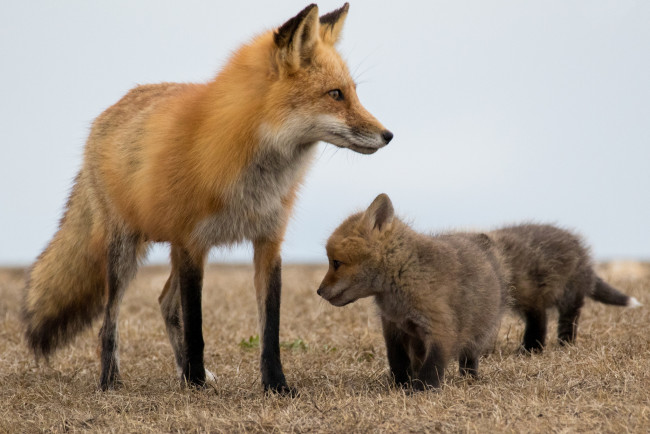 Обои картинки фото животные, лисы, потомство, лисичка