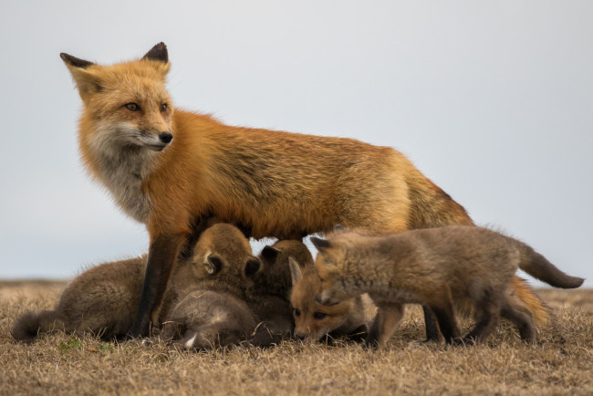 Обои картинки фото животные, лисы, потомство, лисичка