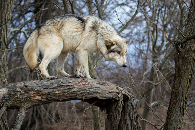 Обои картинки фото животные, волки,  койоты,  шакалы, бревно, ствол, дерево, хищник, волк