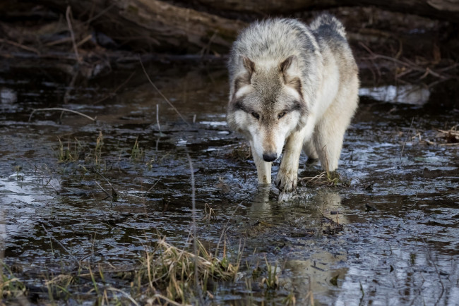 Обои картинки фото животные, волки,  койоты,  шакалы, трава, вода, прогулка, водоём, хищник, морда, волк