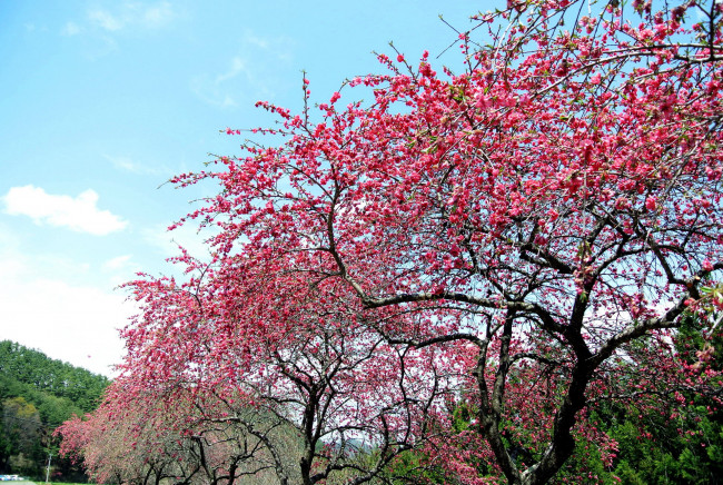 Обои картинки фото цветы, сакура,  вишня, цветение