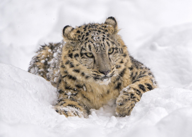 Обои картинки фото животные, снежный барс , ирбис, кошка, барс, снег, отдых, лежит, морда, хищник, зоопарк