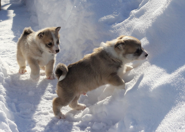 Обои картинки фото животные, собаки, щенки, снег, зима