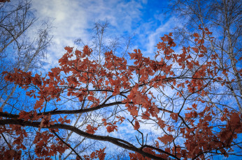 Картинка природа листья крона дерево
