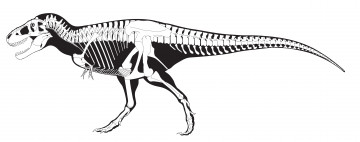 Картинка рисованное минимализм скелет белый черный тираннозавр динозавр