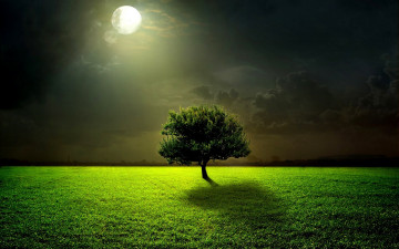 Картинка природа деревья ночь трава лунный свет луна дерево