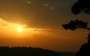 Картинка природа восходы закаты небо солнце птицы рассвет закат облака вечер