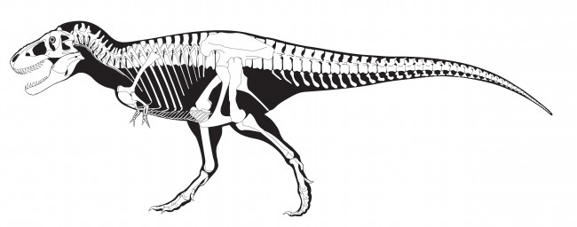 Обои картинки фото рисованное, минимализм, скелет, белый, черный, тираннозавр, динозавр
