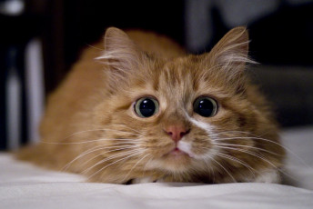 Картинка животные коты рыжий глаза кот кошка