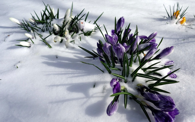 Обои картинки фото цветы, крокусы, снег, первоцветы