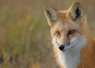 Картинка животные лисы взгляд морда фон портрет лиса рыжая