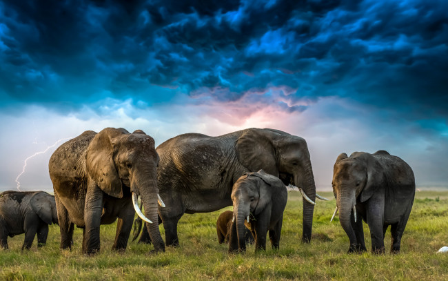 Обои картинки фото животные, слоны, трава, тучи, молния, цапля, слонята