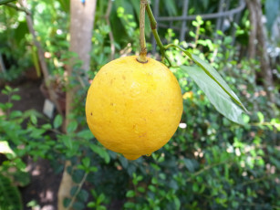 обоя природа, плоды, лимон, ветка