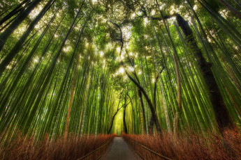 обоя природа, дороги, бамбук