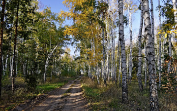Картинка природа дороги лес дорога берёзы