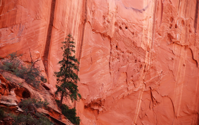 Обои картинки фото природа, горы, дерево, скала