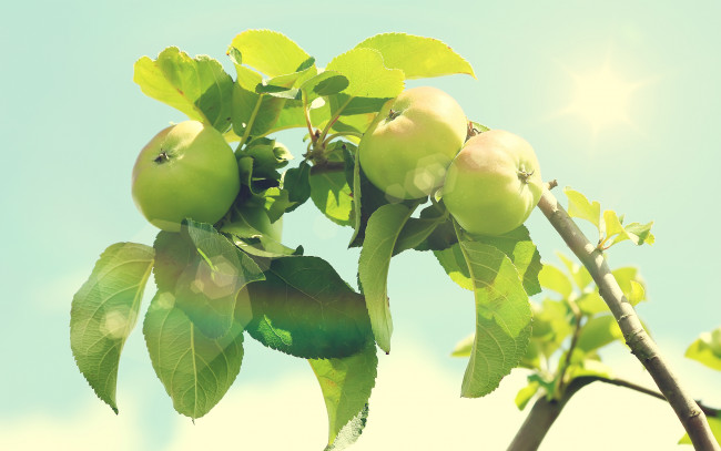 Обои картинки фото природа, плоды, яблоки, солнце, ветки, листья, дерево