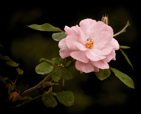 Картинка цветы шиповник дикая роза